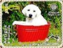 Golden Labrador Retriever Puppy in Tub