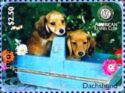 Two Dachshund Puppise in Wooden Basket