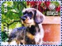 Wire-haired Dachshund