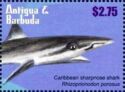 Caribbean Sharpnose Shark (Rhizoprionodon porosus)