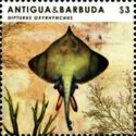 Long-nosed Skate (Dipturus oxyrhynchus) - top view
