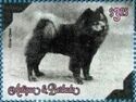 Chow Chow (Canis lupus familiaris)