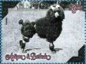 Poodle (Canis lupus familiaris)
