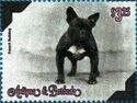 French Bulldog (Canis lupus familiaris)