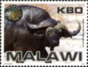 African Buffalo (Syncerus caffer)