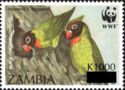 Black-cheeked Lovebird (Agapornis personata nigrigenis)