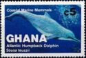 Atlantic Humpback Dolphin (Sousa teuszii)