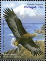 White-tailed Eagle (Haliaeetus albicilla)