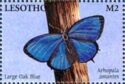 Large Oakblue (Arhopala amantes)