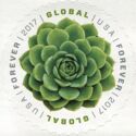 Green Succulent Global Forever