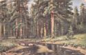 I.I.Shishkin. Ship grove