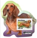 Dachshund (Canis lupus familiaris)