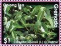 Oolong Tea (Camelia sinensis)