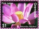 Pink Lotus (Nelumbo nucifera)
