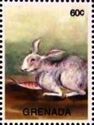 Rabbit (Oryctolagus cuniculus f. domestica)