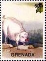 Pig (Sus scrofa domesticus)
