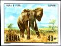 African Elephant (Loxodonta africana)