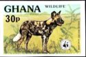West African Wild Dog (Lycaon pictus manguensis)