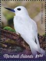 White Tern (Gygis alba)