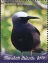 Black Noddy (Anous minutus)