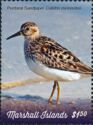 Pectoral Sandpiper (Calidris melanotos)