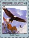 Bald Eagle (Haliaeetus leucocephalus)