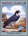Peregrine Falcon (Falco peregrinus)