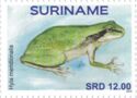 Mediterranean Tree Frog (Hyla meridionalis)
