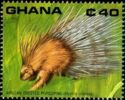 African Crested Porcupine (Hystrix cristata)