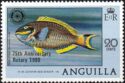 Stoplight Parrotfish (Sparisoma viride) - Overprinted