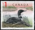 Common Loon (Gavia immer)