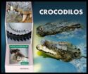 Nile Crocodyle (Crocodylus niloticus)