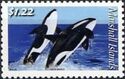 Killer Whale (Orcinus orca)