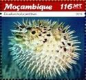 Longspined Porcupinefish (Diodon holocanthus)
