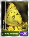 Pale Clouded Yellow (Colias hyale)