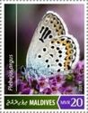 Silver-studded Blue (Plebejus argus)