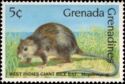 West Indies Giant Rice Rat (Megalomys sp.)