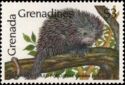 Prehensile-tailed Porcupine (Coendou prehensilis)