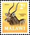 Nyala (Tragelaphus angasi)