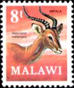 Impala (Aepyceros melampus)