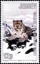 Snow Leopard (Panthera uncia)