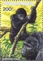 Mountain Gorilla (Gorilla gorilla beringei)
