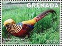 Golden Pheasant (Chrysolophus pictus)