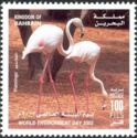 Greater Flamingo (Phoenicopterus roseus).