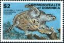 Hawksbill Turtle (Eretmochelys imbricata)