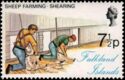 Sheep Shearing (Ovis aries)