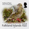 Falkland Pipit (Anthus correndera grayi)