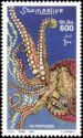 Common Octopus (Octopus vulgaris)