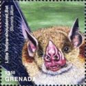 Little Yellow-shouldered Bat (Sturnira lilium)