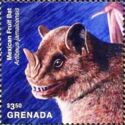 Mexican Fruit Bat (Artibeus jamaicensis)